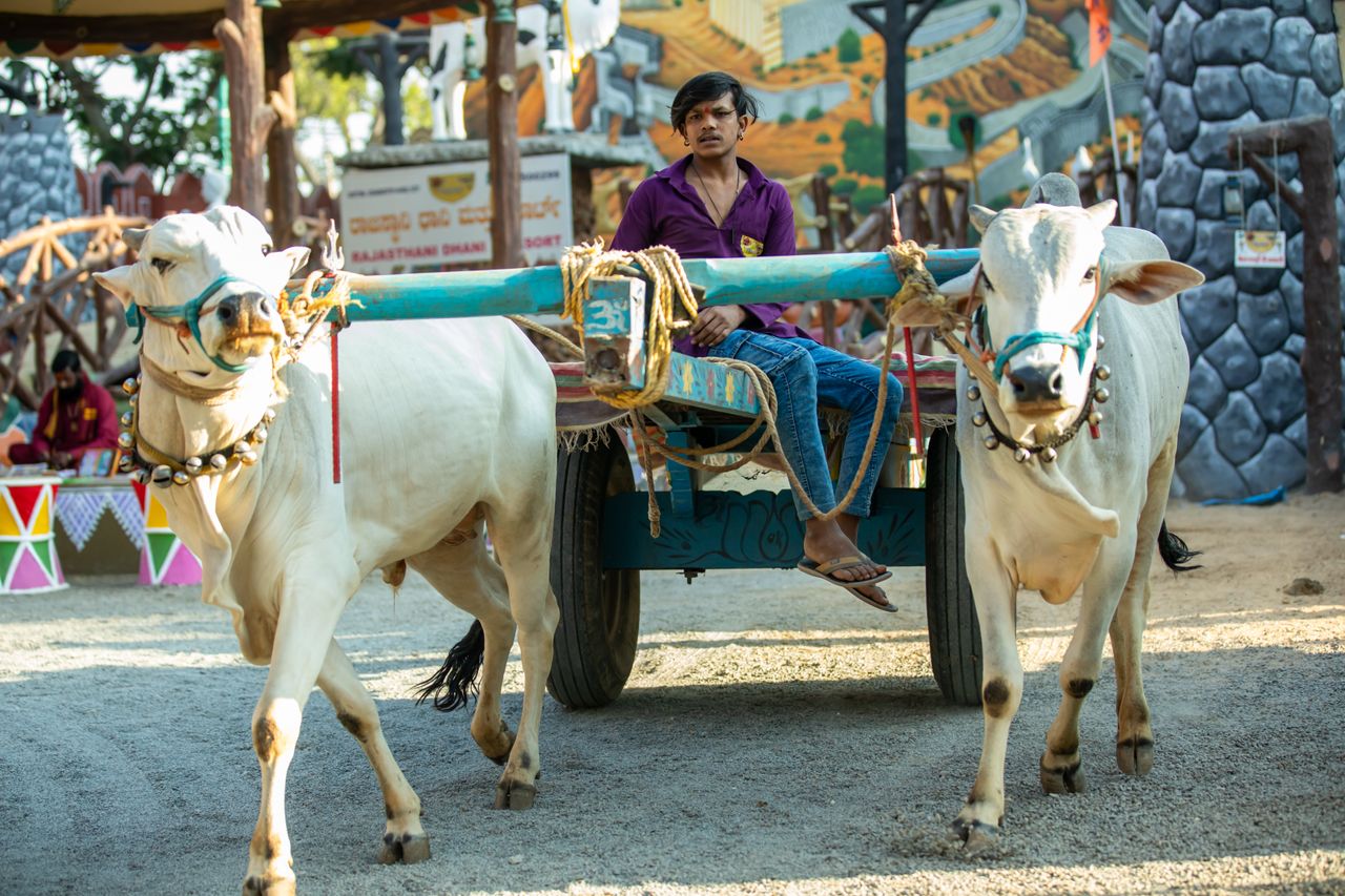 A man rides a traditional Rajasthani bullock cart outdoors showcasing vibrant culture.